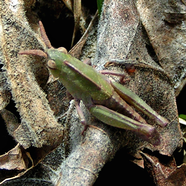 Photo of Chortophaga viridifasciata by <a href="http://www.flickr.com/photos/jlucier/ ">Jacy (JC) Lucier</a>